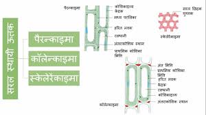 Animal Tissue Flow Chart Diagram For Class 9 Types Of Plant