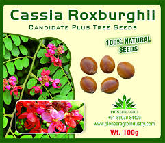 Image result for Cassia roxburghii