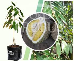 Tanaman durian memang tidak dapat di tanam di sembarang tanah, sehingga hanya di beberapa daerah anda bisa menemukan durian musang king dengan ukuran besar. Bibit Durian Musangking Kaki 3 Toko Trubus Official