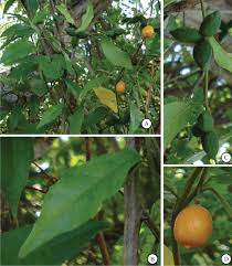 Image result for Vernonia longipedunculata