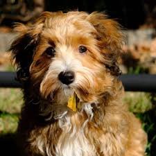 The cavachon is a friendly and playful hybrid dog that gets along well with children. Pin On Animals