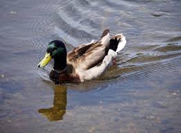 Woburn Photos of the Week: Rainbow Over Horn Pond