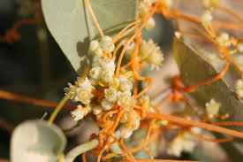 Image result for Cuscuta hyalina