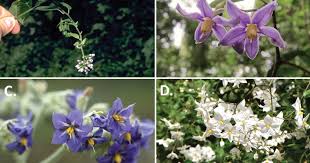 Image result for Solanum tarderemotum
