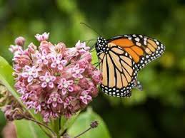 How To Grow Milkweed For Monarch Butterflies Butterfly Garden Design Monarch Butterfly Garden Butterfly Garden Plants