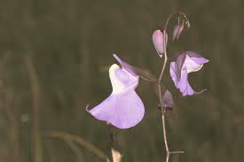 Image result for Utricularia sp.no.1