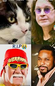 3 Southern Cats and Momma, Kristi Cates