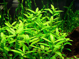 Image result for Hygrophila cataractae