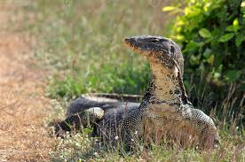 Monitor lizards are generally large lizards, although some can be as small as 20 cm (7.9 in) in length. Water Monitor Lizard Varanus Salvator 721611 Stock Photo