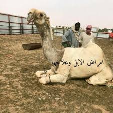 امراض الابل وعلاجها 照片 facebook