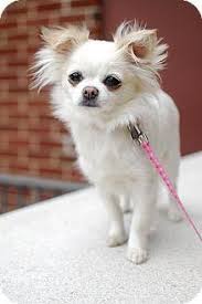 Adopt Elsa Adopted On Petfinder Cute Chihuahua Chihuahua Puppies Baby Chihuahua