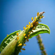 Check spelling or type a new query. Rimedi Naturali Per Pulci In Casa Parassiti Delle Rose Rimedi Naturali