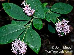 Image result for Dais cotinifolia