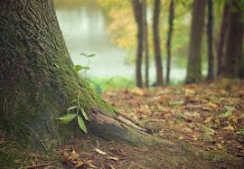 Why Grass Doesn't Thrive Near Trees