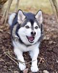 Mini Pomsky Full Grown | Pomsky