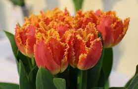 Pin On Tulip