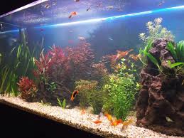 feng shui aquarium placement and design lovetoknow