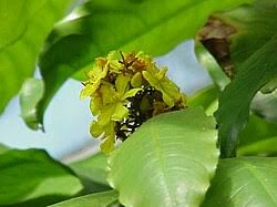 Image result for Campylospermum vogelii