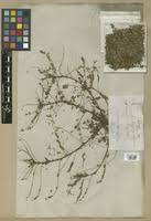 Image result for Phyllanthus pseudoniruri