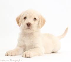 The australian labradoodle is the most amazing pet we have ever experienced! Dog Golden Labradoodle Puppy Photo Wp44212