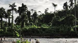 Bahagian ladang hutan & perlindungan hutan. 5 Jenis Buah Langka Dari Perbatasan Indonesia Malaysia Halaman All Tribunkaltim Wiki