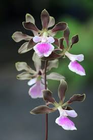 Image result for Terminalia randii