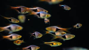 Image result for Heteromorpha