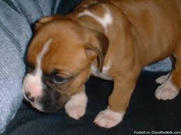 Boxer dog training, boxer house training and boxer puppy training. Boxer Puppies For Adoption The Y Guide