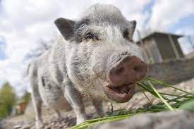 Look through examples of babi hutan translation in sentences, listen to pronunciation and learn grammar. Bernama Isu Populasi Babi Hutan Dan Pembunuhan Ngeri Di Melaka Menjadi Tumpuan Media