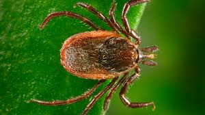 A tick is a measurement of the minimum upward or downward movement in the price of a security. Deer Tick Pictures Identification And Lyme Disease