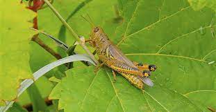 With Grasshoppers Around Learn 5 Facts One Should Know About Them Wisconsin Public Radio