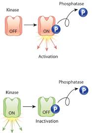First, certain parts of dna called genes, break off and new nucleotides pair up with the base pairs and mrna is created. Protein Function Learn Science At Scitable