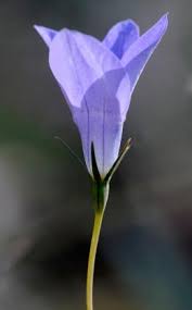 Pale blue flowers occur on erect stems during spring and summer. Tufted Bluebell Grasslands