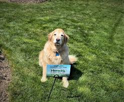 Maybe you would like to learn more about one of these? Home Hersch S Lawn Spray