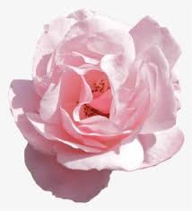 Apr 24, 2021 · let's look at 20+ free aesthetic google slides themes from around the web: Pink Flower Png Png Images Png Cliparts Free Download On Seekpng