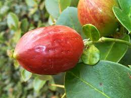 'red jewel' crabapples are attractive landscape trees with seasonal interest in spring, summer, fall, and winter. Unusual And Exotic Fruit And Nut Plant Seeds From Around The World