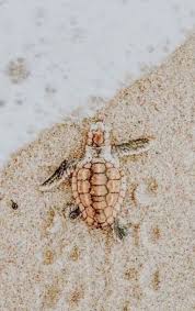 Dekor Panosundaki Pin