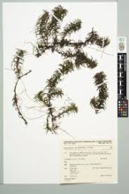 Image result for Lagarosiphon muscoides