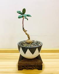 Image result for Monadenium pseudoracemosum