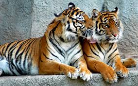See full list on reference.com Download Wallpaper Tiger Predator Couple Striped 1920x1200 Two Tigers