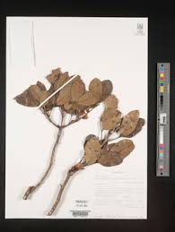 Image result for Glenniea africana