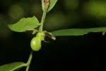 Image result for Brackenridgea zanguebarica