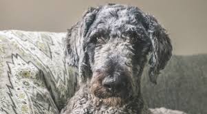 We did not find results for: Shepadoodle Breed Information German Shepherd Poodle Mix