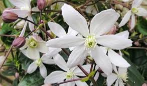 Check spelling or type a new query. Wintergroene Clematis Kopen Altijd Goedkoop Directplant