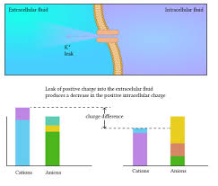 Check spelling or type a new query. Mechanisms Responsible For The Cell Resting Membrane Potential Deranged Physiology