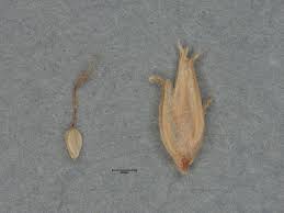 Image result for Bulbostylis trabeculata