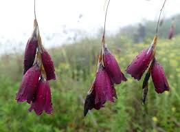 Image result for Dierama cupuliflorum