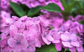 Check spelling or type a new query. Hd Wallpaper It S Hydrangea Time In Japan Pink Hydrangea Flowers Nature Wallpaper Flare