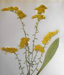 Antique Color Lithograph Goldenrod 1924 Goldenrod Flower Botanical Prints Flower Tat