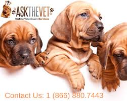 Hydro massage unique bathing system to get your pet. Pin On Ask The Vet